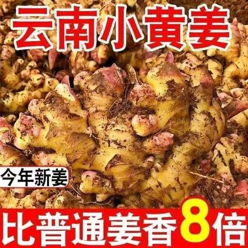 【精品】现挖新鲜嫩姜正宗云南小黄姜鲜姜腌制生姜农家批发价新姜