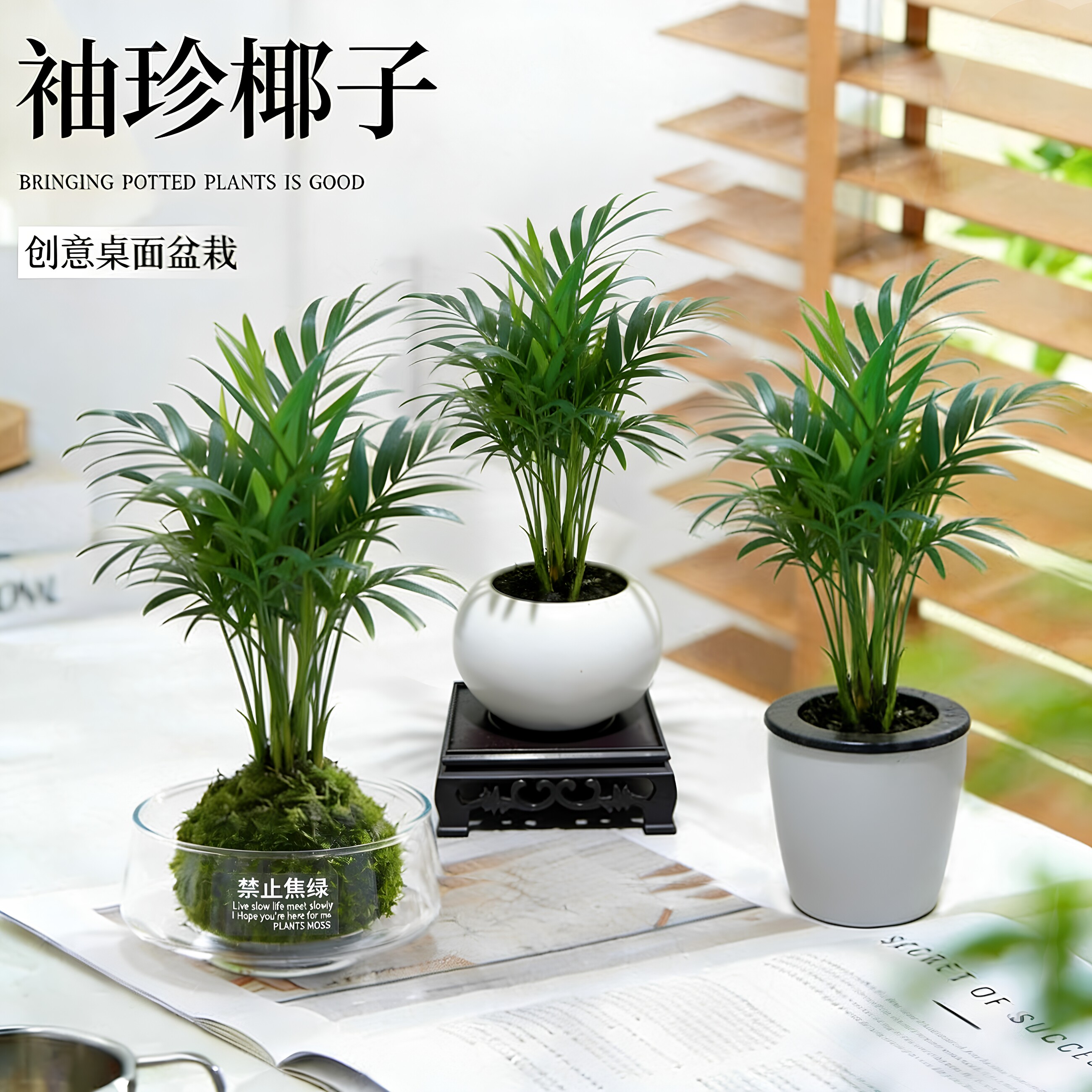 苔藓球袖珍椰子桌面水培绿植盆栽室内净化空气创意装饰易养护