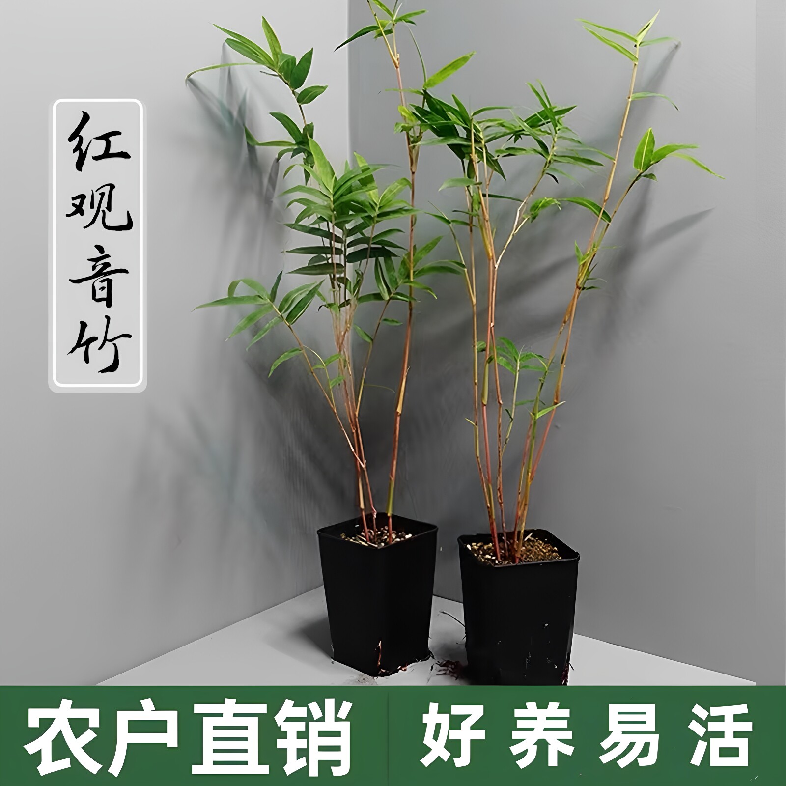 红观音竹盆栽庭院阳台客厅禅意竹子杆室内外观叶绿植日本红竹盆景