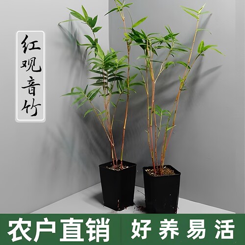 观音竹盆栽庭院客厅绿植空气净化