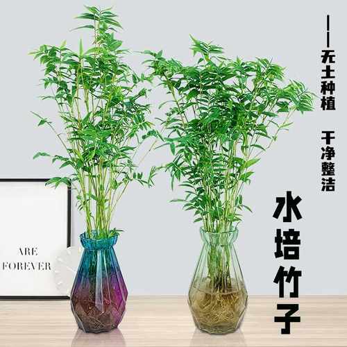 米竹盆栽多种养法四季常青好养