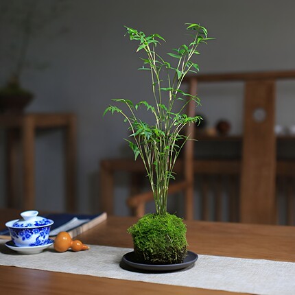 苔藓球植物米竹红观音竹金明竹水培盆景客厅室内桌面观赏竹子盆栽