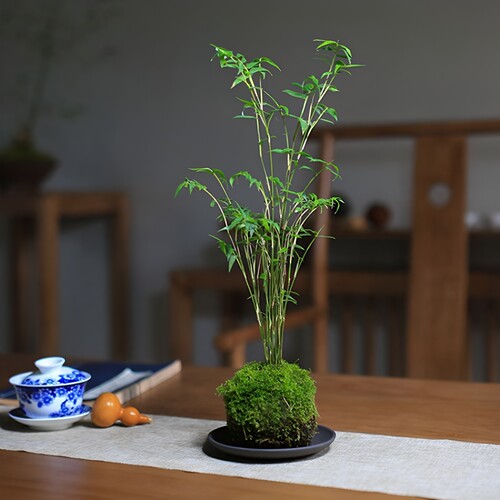 室内盆栽苔藓球米竹好看又好养