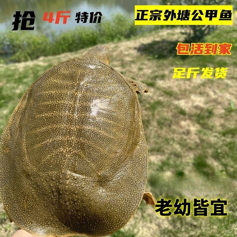 外塘放养甲鱼鲜活野养王八活体中华鳖生态新鲜纯天然食用水鱼礼盒,水产肉类/新鲜蔬果/熟食,甲鱼,淘宝优惠券,粉丝福利购,淘宝优惠卷
