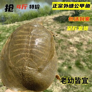 外塘放养甲鱼鲜活野养王八活体中华鳖生态新鲜纯天然食用水鱼礼盒