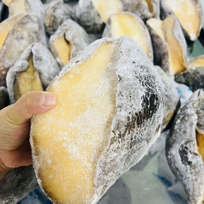 顺丰俄罗斯风味深海大鲍大鲍罗刺身可涮肉质鲜嫩塞内加尔大鲍螺