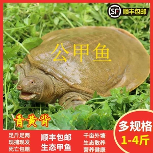 Jiuxing Wabtang Gong Большая черепаха свежая и живая съедобная китайская черепаха в дикой природе и живой водяной черепахе зеленый желтый