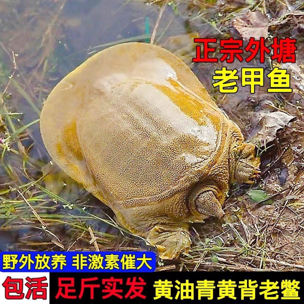 甲鱼活鲜活食用中华鳖团鱼圆鱼商用王八包活外塘散养青黄背大甲鱼,水产肉类/新鲜蔬果/熟食,甲鱼,淘宝优惠券,粉丝福利购,淘宝优惠卷