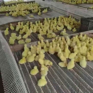 新款 网鹅漏鸡苗养品加厚粪塑料网养殖网棚养育雏床围栏小鸡脚垫鸭