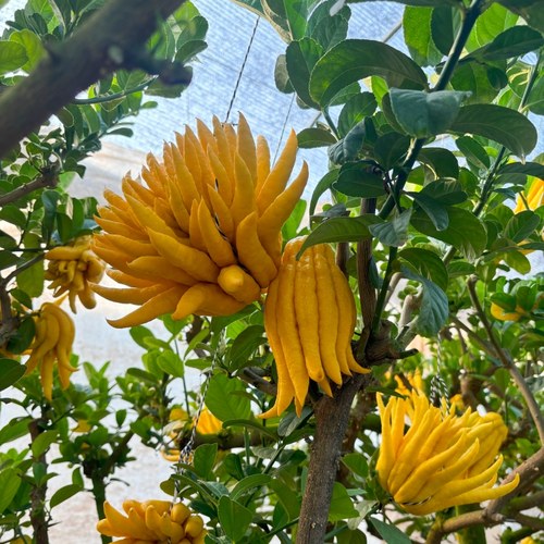 新鲜金华佛手现摘现发带枝水养佛手柑当季佛手果摆件观赏闻香清供