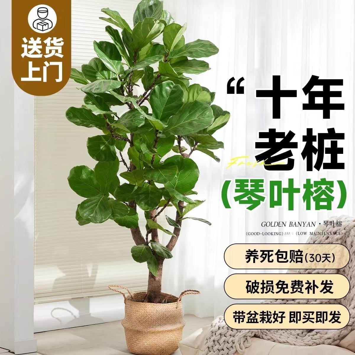 琴叶榕盆栽室内客厅老桩大叶绿植办公室北欧大型植物四季常青好养