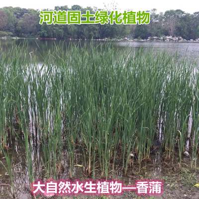 挺水植物香蒲苗水烛蒲草菖蒲蒲黄棒池塘湿地公园水生植物绿化