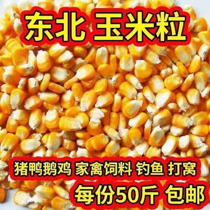 玉米粒颗粒50饱满养鸡鸡
