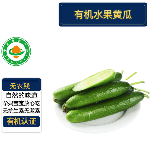 有机水果黄瓜5斤有机认证无农残