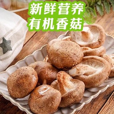 有机鲜香菇2斤/4斤装有机认证新鲜蘑菇营养美味食用蘑菇炖