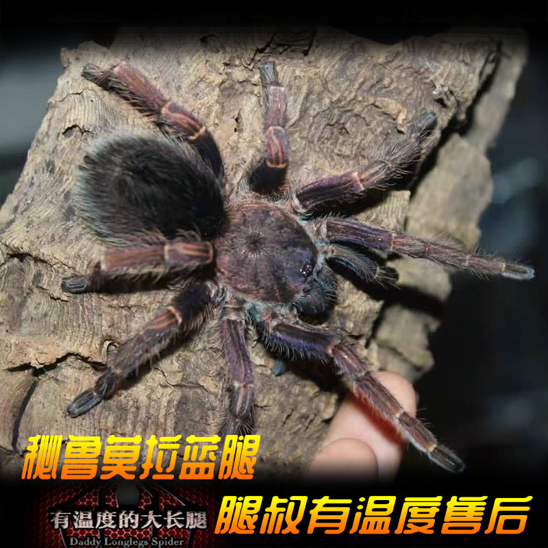 腿叔秘鲁莫拉蓝腿Thrixopelma sp mora成体14cm温顺地栖宠物蜘蛛