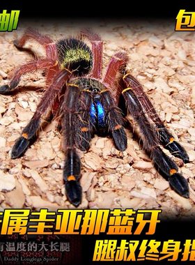 腿叔~法属圭亚那蓝牙活体宠物蜘蛛稀有另类网红收藏级捕鸟食鸟蛛