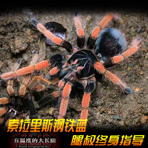 腿叔~索拉里斯钢铁蓝Pamphobeteus SP Solaris高端收藏级宠物蜘蛛