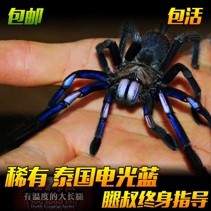 腿叔～泰国电光蓝稀有艳丽高端蓝色爬行宠物蜘蛛活体穴居捕鸟蛛