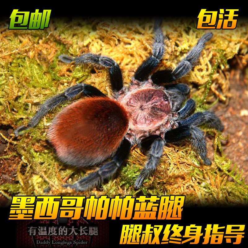 腿叔~新手入门墨西哥帕帕蓝腿好养温顺捕鸟蛛活体宠物蜘蛛爬宠