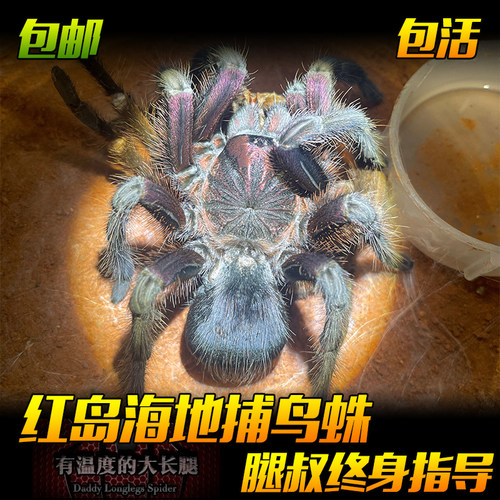 腿叔~PHO属高端稀有热门宠物蜘蛛活体红岛海地咖啡捕鸟蛛食鸟蛛