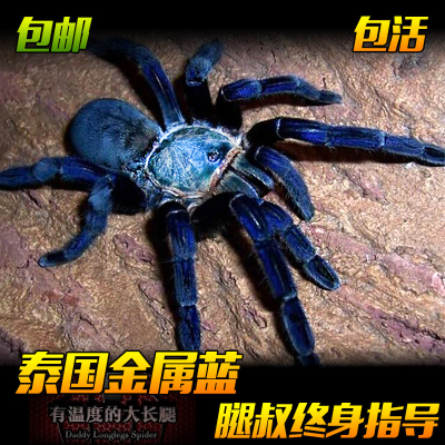 腿叔～泰国金属蓝活体宠物蜘蛛蓝色漂亮大型凶猛穴居地老虎捕鸟蛛