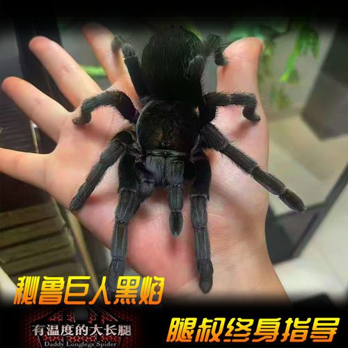 腿叔~秘鲁巨人黑焰T.SP Chuskapi恰斯卡帕魔眼褐足20cm宠物蜘蛛