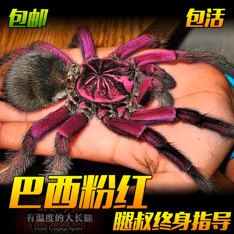 腿叔~巴西粉红食鸟蛛pam属南美大型捕鸟蛛地栖宠物蜘蛛钢铁蓝