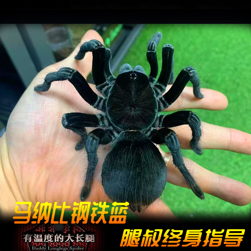 腿叔~马纳比钢铁蓝 pam.sp.manabi 收藏级体型仅次于玻钢的Pam