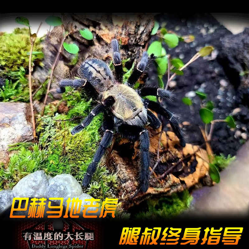 腿叔~东南亚蜘蛛之王巴赫马地老蜘蛛