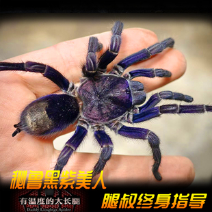 grape 腿叔 秘鲁黑紫美人 大型地栖宠物蜘蛛 Theraposidae