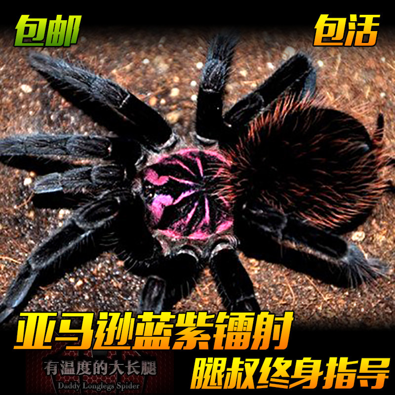 腿叔~亚马逊蓝紫镭射南美巨人紫罗兰背甲宠物蜘蛛大型食鸟捕鸟蛛