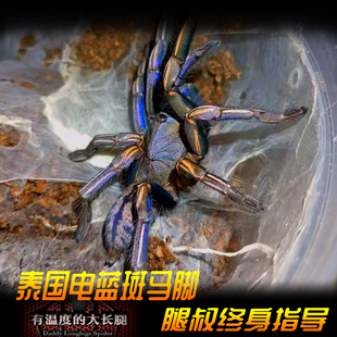 泰国电蓝斑马脚炫酷稀有高端穴居凶猛宠物蜘蛛 腿叔