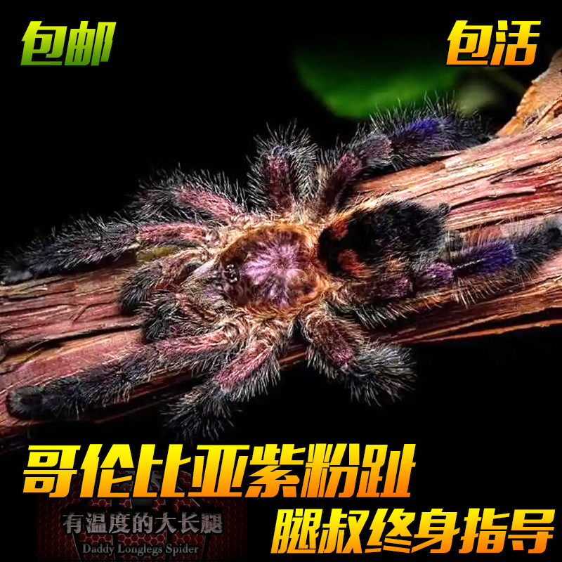 腿叔～新手入门哥伦比亚紫粉趾温顺可上手树栖宠物蜘蛛活体捕鸟蛛