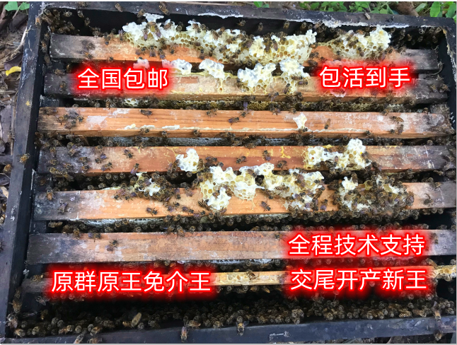 中蜂蜂群带王蜜蜂群活体带脾阿坝双色王中蜂中华土蜂出售笼蜂包邮