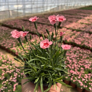 欧石竹初吻花苗蜜桃多年生四季常绿草坪耐寒耐旱庭院盆栽绿化宿根