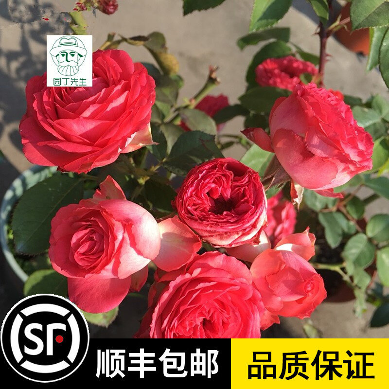 新品欧月珊瑚宝石尤物月季花苗多头四季开花植物庭院阳台绿植盆栽