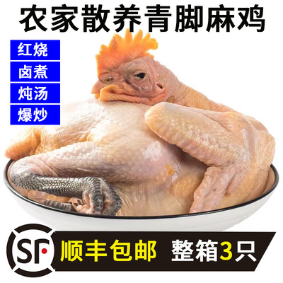 发顺丰青脚麻鸡新鲜黑脚鸡土鸡走地鸡笨鸡生鲜鸡肉鸡整只煲汤