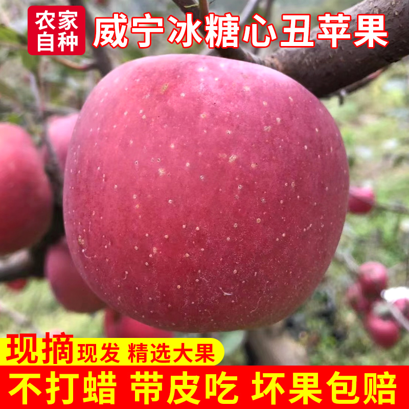 正宗威宁苹果高原冰糖心丑苹果脆甜12斤装当季新鲜水果整箱包邮