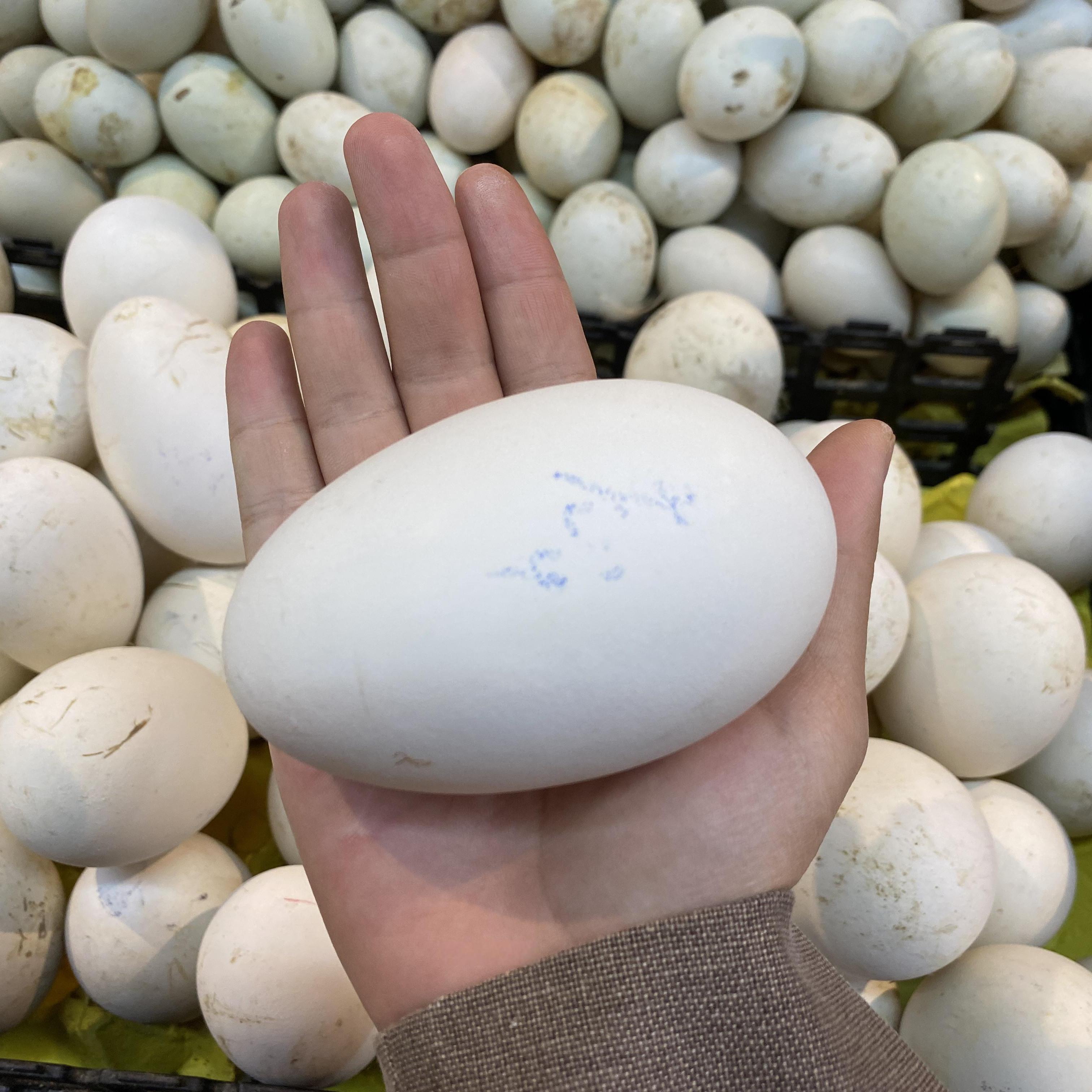 12枚装120-150克双黄大鹅蛋农家杂粮散养新鲜当天现捡现发生鹅蛋