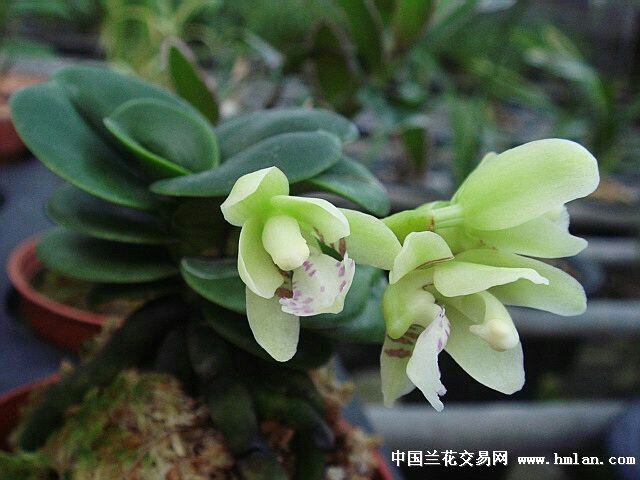 兰花—富贵兰 韩国风兰(礼丸 )大叶风兰带香味风兰