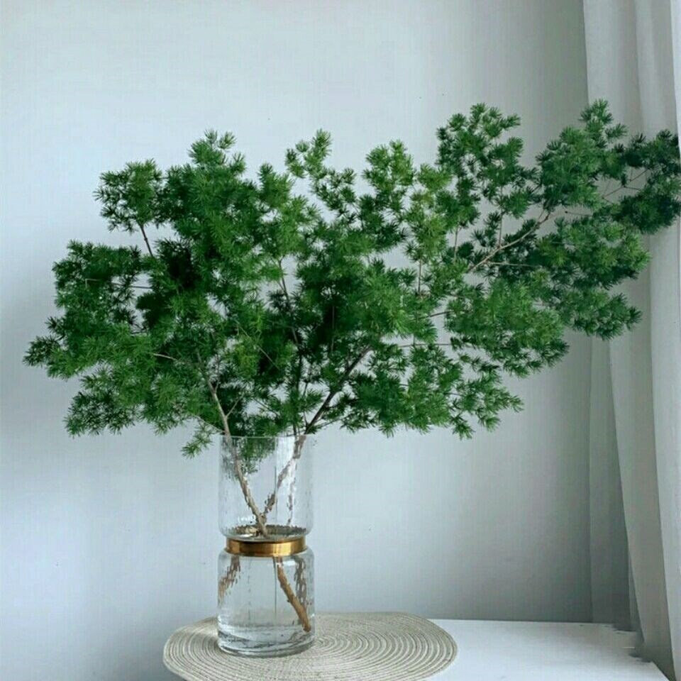 云南直批蓬莱松鲜切花配花配叶家用装饰插花花店用花酒店餐饮摆盘