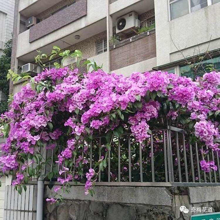 蒜香藤爬藤植物庭院花园围墙攀爬攀援花卉多年生耐热耐晒开花芳香