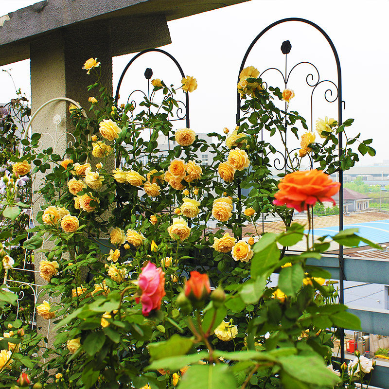 小毛草的花园 月季花墙网 花架子铁艺球兰爬藤架铁线莲蔷薇攀爬架