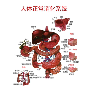 人体器官解剖图消化系统结构图食物消化过程小学生幼儿园认知挂图