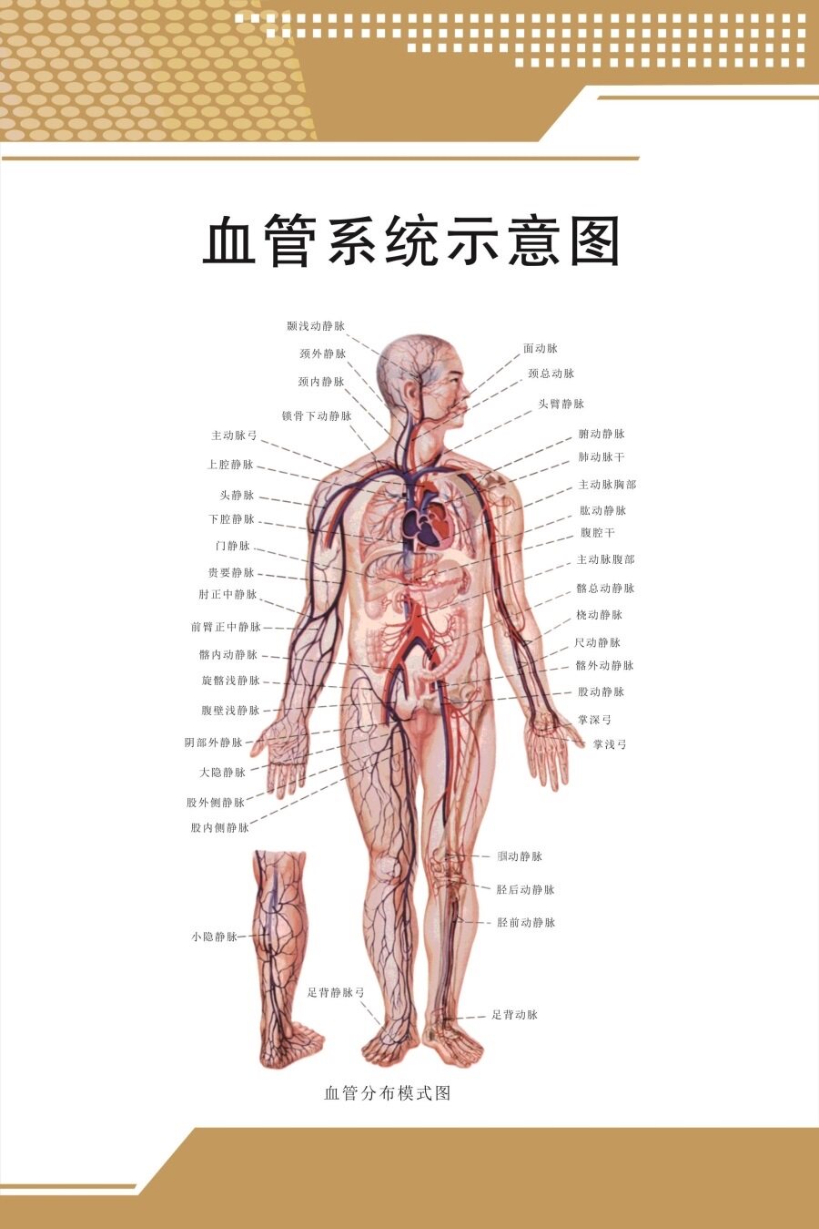 人体血液循环系统挂图中医学教学循环系统示意图内脏解剖宣传海报