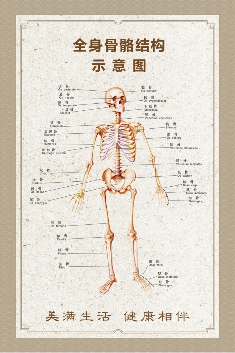 人体骨骼图大挂图器官示意图内脏结构图穴位图人体肌肉解剖图海报