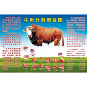 海报印制海报展板素材牛肉分割部位 营养图