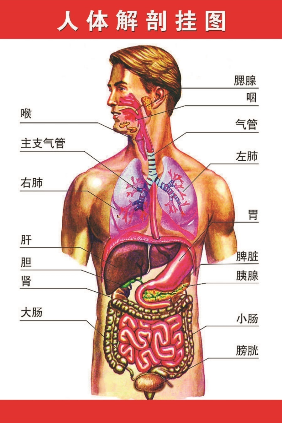 人体解剖图结构身体彩色学骨骼肌肉器官血管全身结构图医院海报