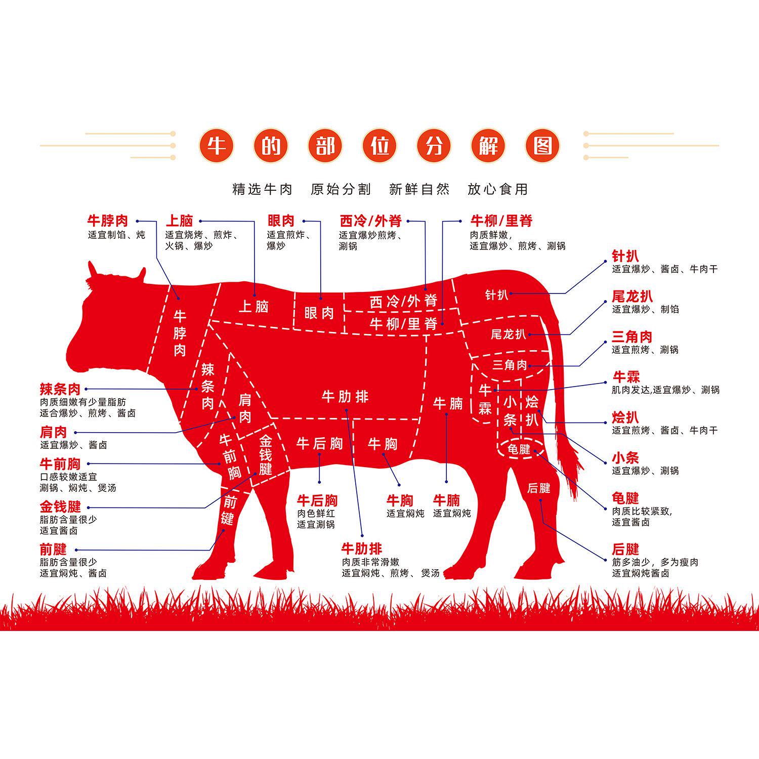 牛身体结构图牛肉部位分割切割图全牛宴海报牛肉分解图贴纸kt板